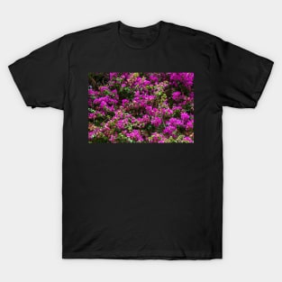 Background with many purple Bougainvillea flowers T-Shirt